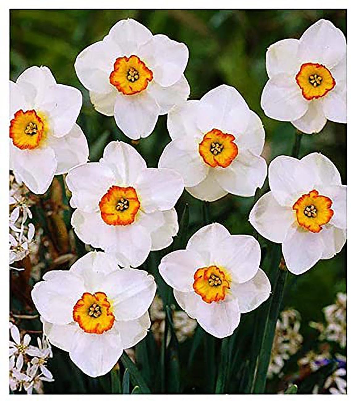 10 Merlin Narcissus Bulbs - TOP Size Daffodil Bulbs