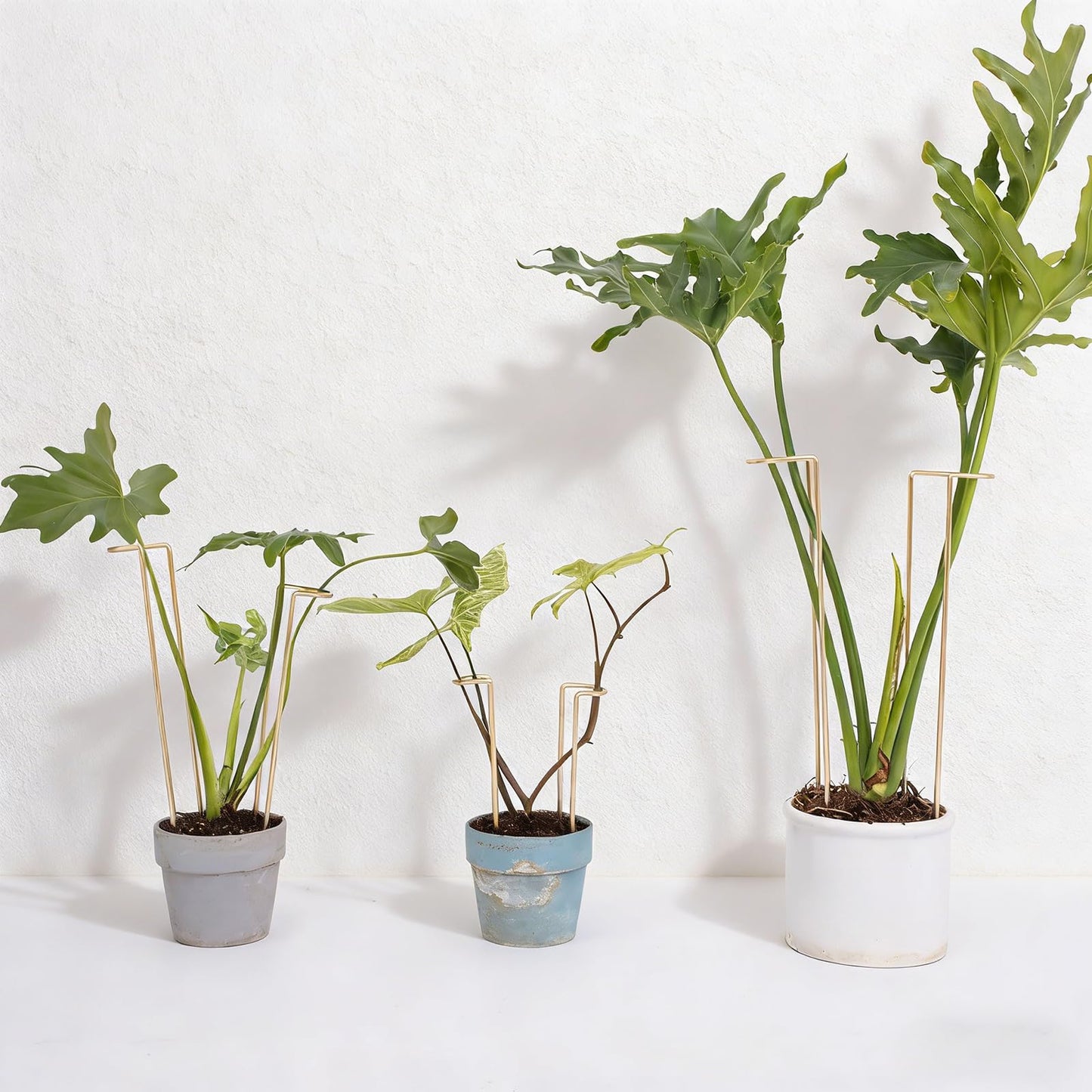 GOOOXIM 12-Inch Monstera Support - 10 Pack Medium Plant Support for Indoor and Outdoor Plants, Durable Stem Holder Trellis for Monstera and Spring Plant Stakes, Ideal for Home, Balcony, and Terrace
