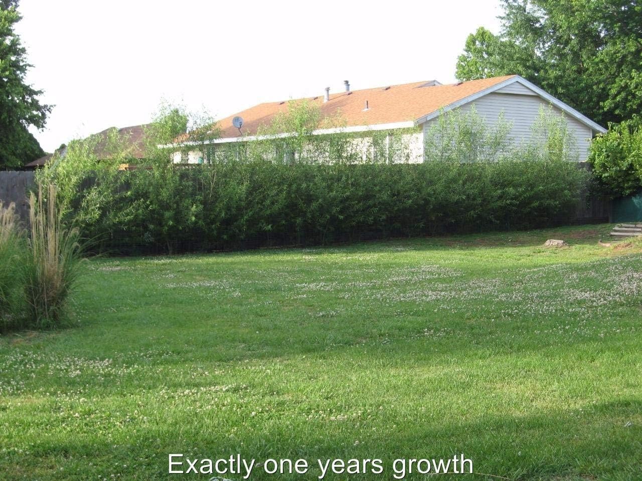Willow Hybrid Trees for Privacy - Fast Growing Austree Willow Cuttings (10 Cuttings)