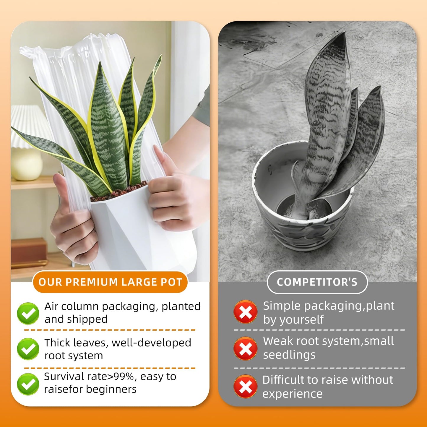Live Snake Plant Indoor Houseplant, 8-10 Inch Sansevieria in Planter, Air Purifying Easy Care Succulent, Low Light Plant for Desk, Office, Bedroom & Tiny Spaces, Perfect Beginner Friendly Gift