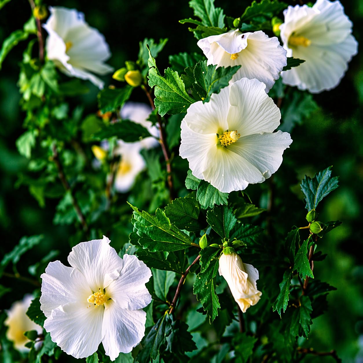5 White Diana Rose of Sharon Hibiscus (Althea) Shrubs - 10-18" Tall Live Plants - Flowering Bush/Tree Seedlings - Hibiscus syriacus 'Diana' - (Pack of 5)