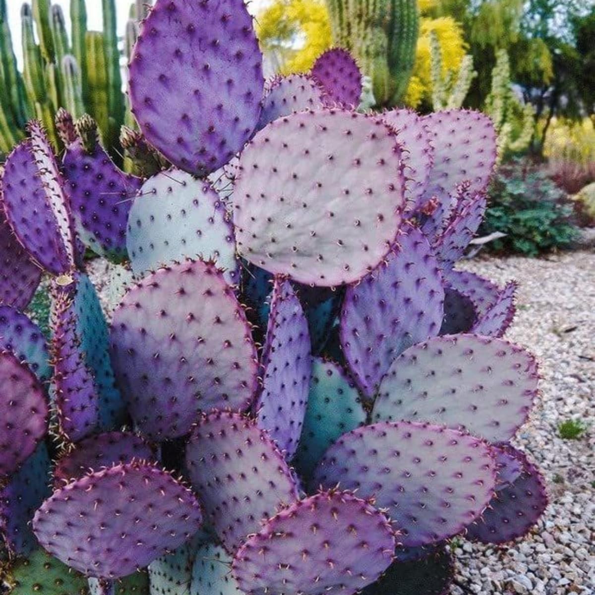 Purple Prickly Pear Cactus Plants Live in 3 Inch Pot, Hardy Colorful Cactus Plants, Great for Rock Gardens and Pots