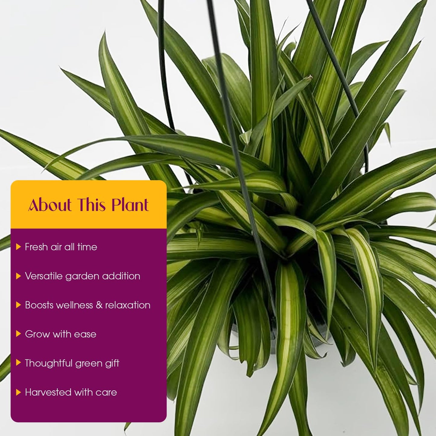 Live Hawaiin Spider Plant in Hanging Basket - Chlorophytum Comosum for Garden Home & Office Decor - Easy to Grow Air Purifying Houseplants Striped Foliage - Low Maintenance (1)