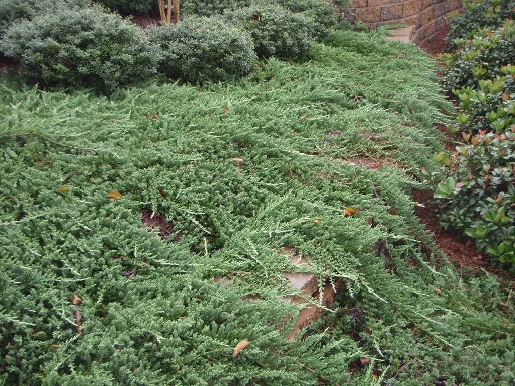 Bar Harbor Juniper | 1 Live 4 Inch Pot | Juniperus horizontalis 'Bar Harbor' | Perfect Lush Ground Cover & Landscape Accent | Drought Resistant & Low Maintenance