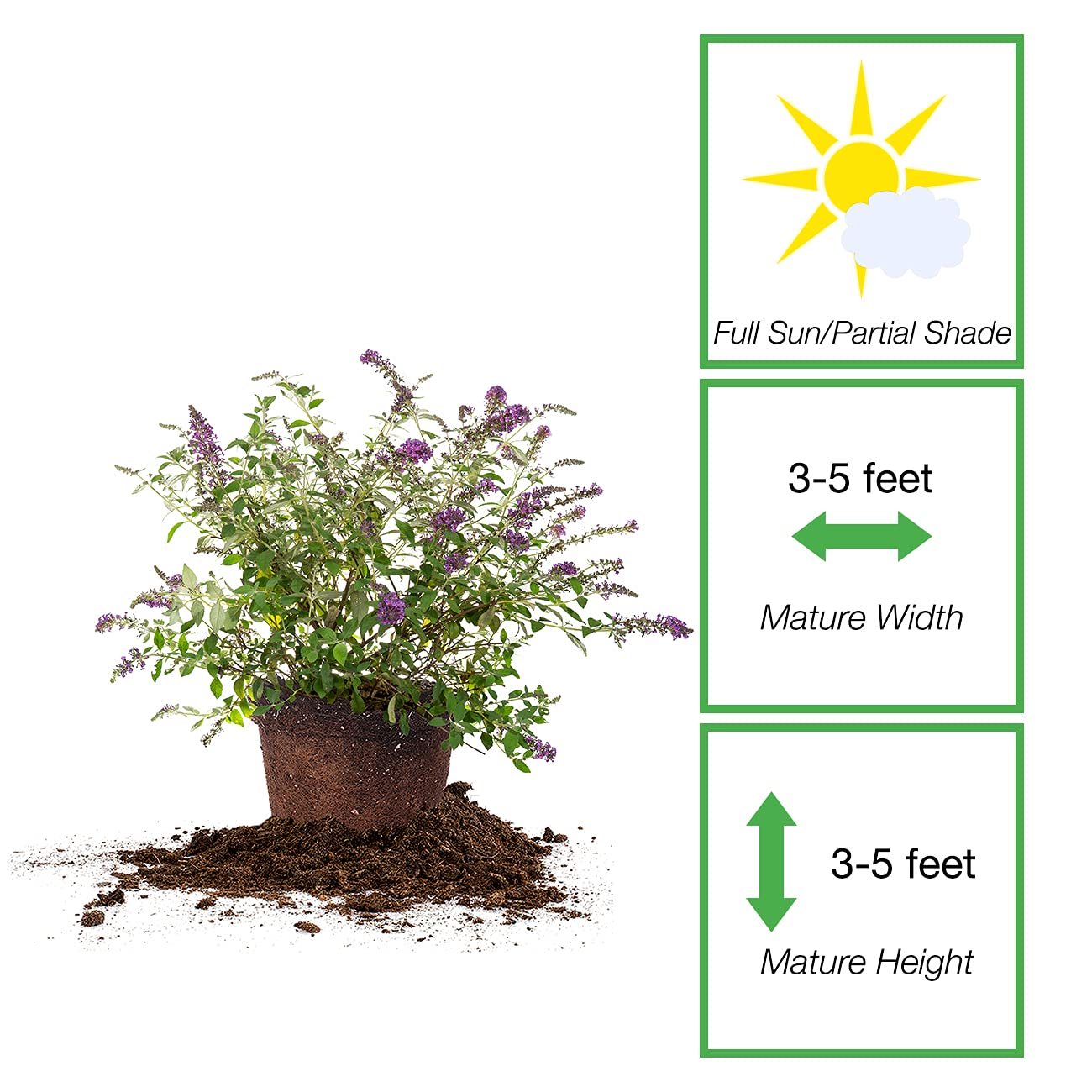 Perfect Plants Nanho Butterfly Shrub 1 Gallon | Live Bush for Outdoor Planting | Attracting Pollinators Like Butterflies, Bees, and Hummingbirds | Gorgeous Purple Flowers in Spring
