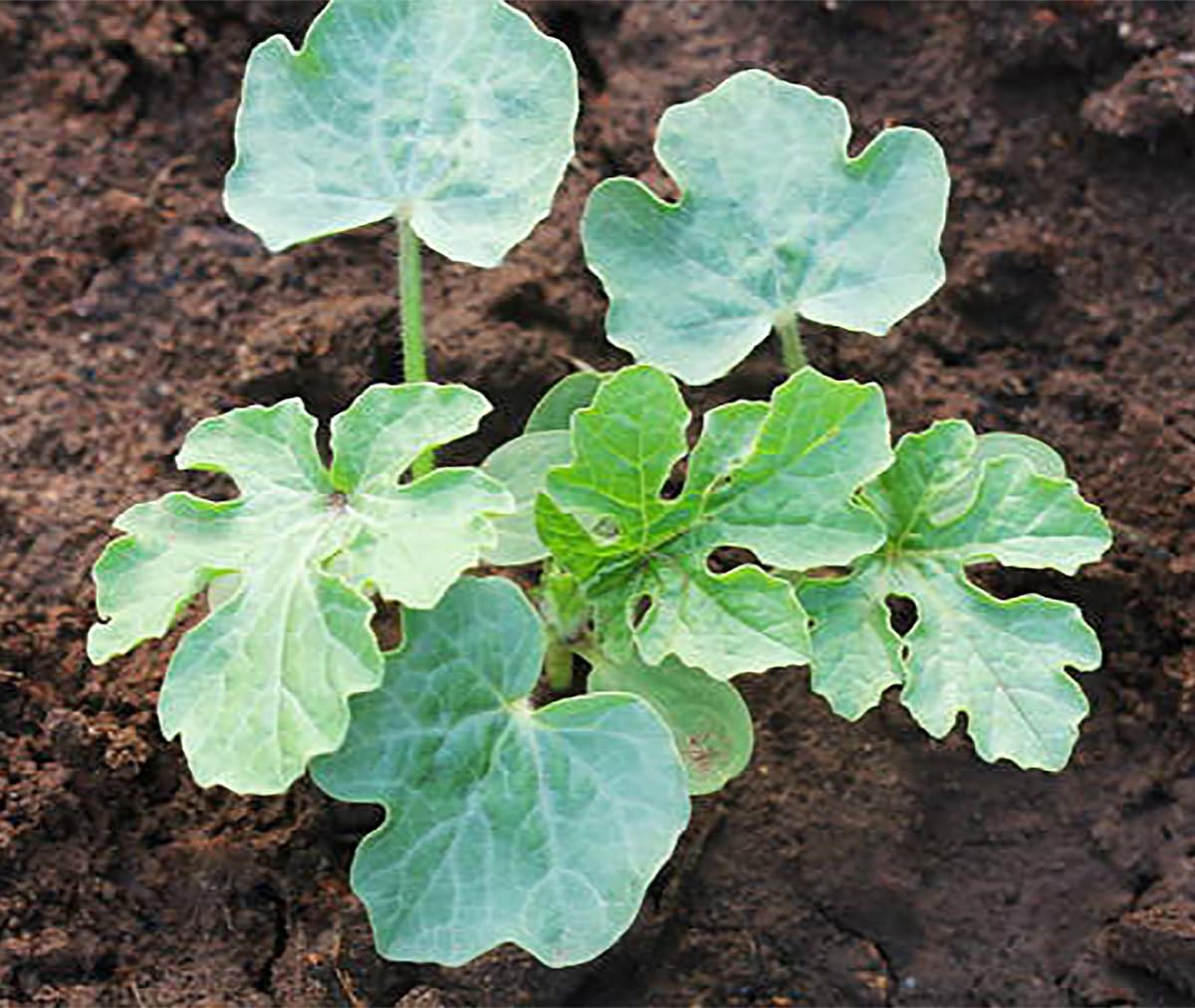Congo Watermelon Seeds - Extra Sweet Heirloom Variety