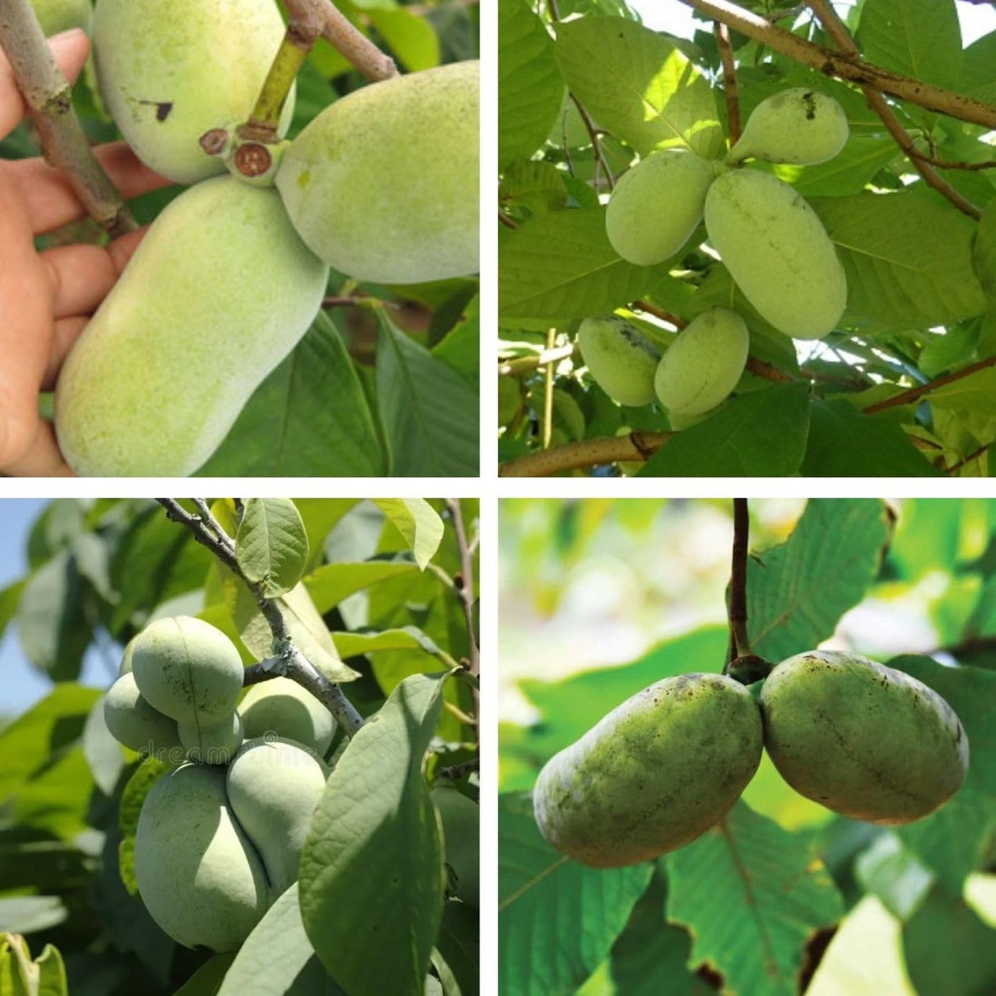Pawpaw Tree Live Plant, Hardy Paw Paw Plant, 1 Feet Tall, Paw Paw Live Plant, 1 Year Old, Tropical Shrub Tree