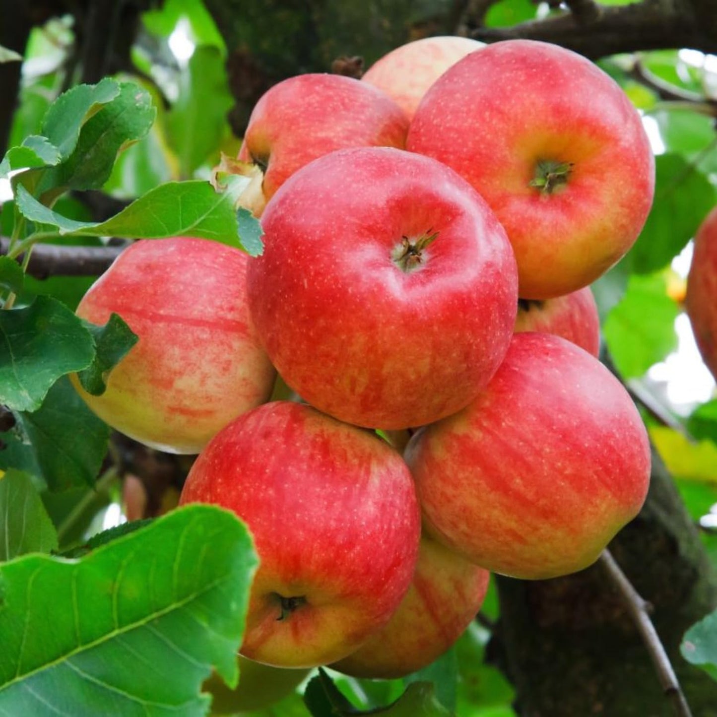 Gala Apple Tree Live Plant, Apple Plant Live for Planting, 2-3 Feet Tall, Bareroot Dormant, Live Apple Tree Plant Live, Sweet Apple Fruit Tree Ready to Grow Your Garden