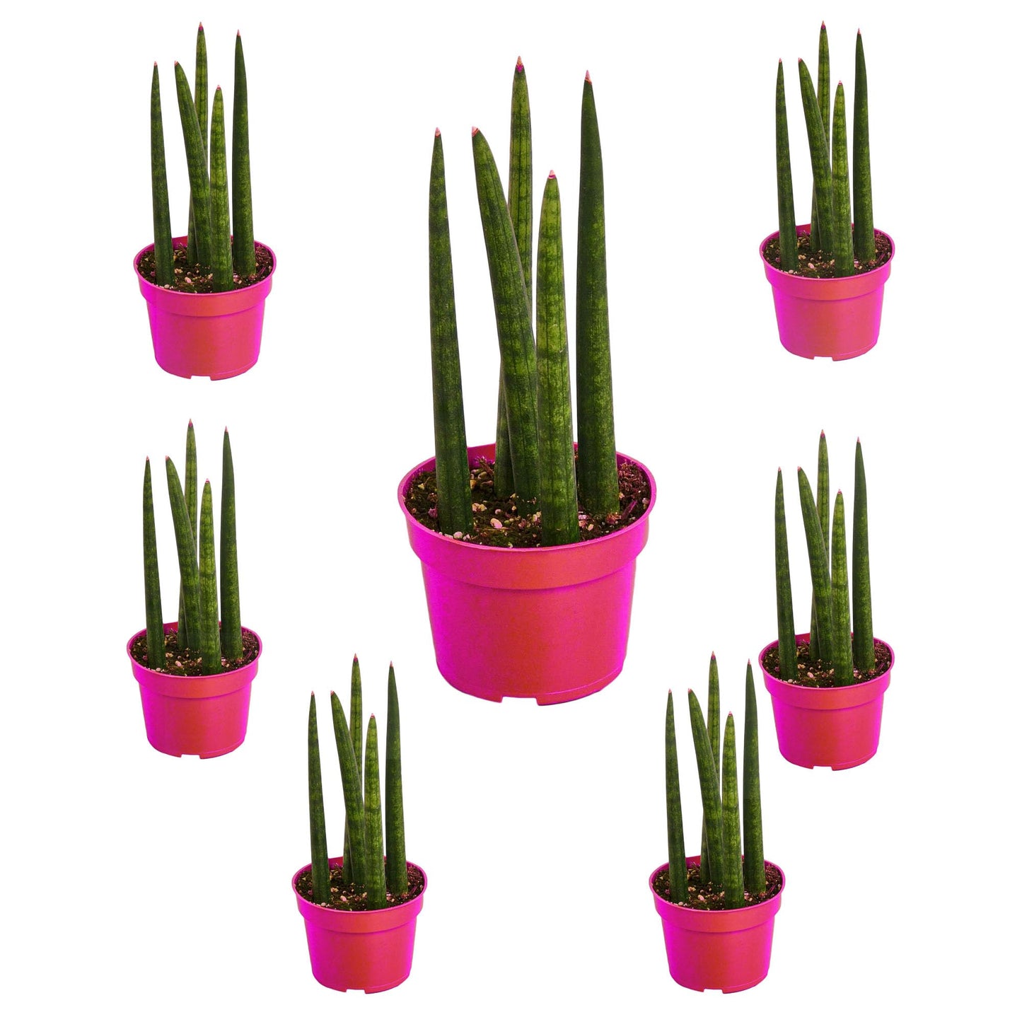 7 Pack Snake Plant Cylindrica in 4in Pot - Live Plants Tropical Houseplants | Variegated | USA Growers | The Snobby Leaf