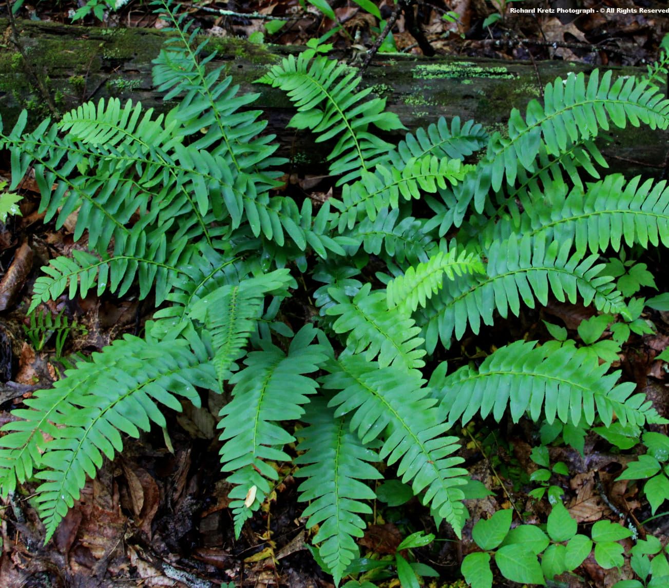 Live Plant - 10 Christmas Fern Root Systems, Christmas Dagger - Polystichum acrostichoides