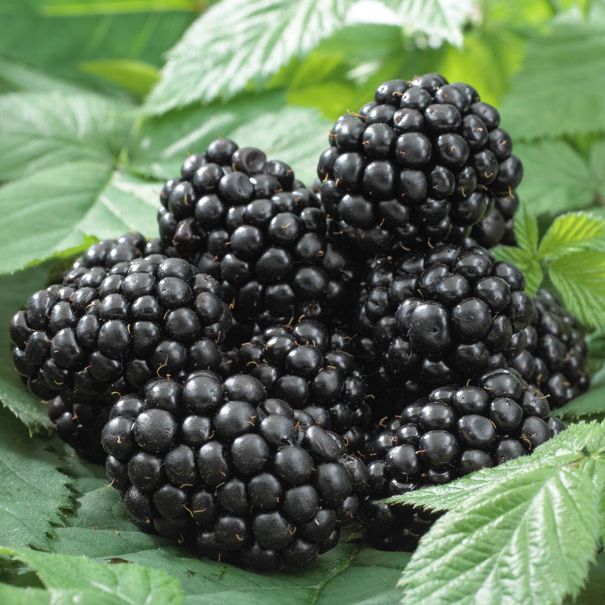 Direct Gardening Ouachita BlackBerry Bush Dormant Bare Root Fruit Bearing Starter Plant - Can't Ship to FL, MA, or SC
