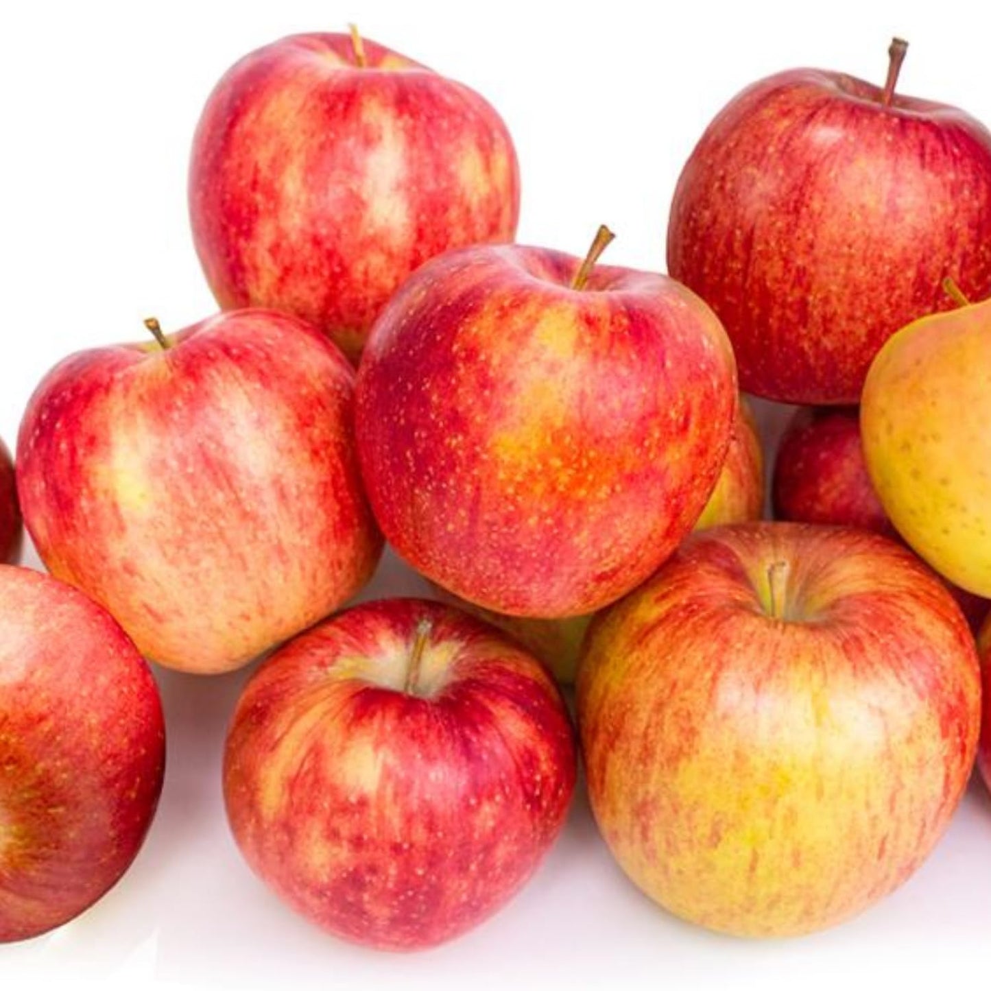 Gala Apple Tree Live Plant, 2 to 3 Feet Tall, Red Apple Tree Plant for Planting, Apple Fruit Trees Indoor Outdoor