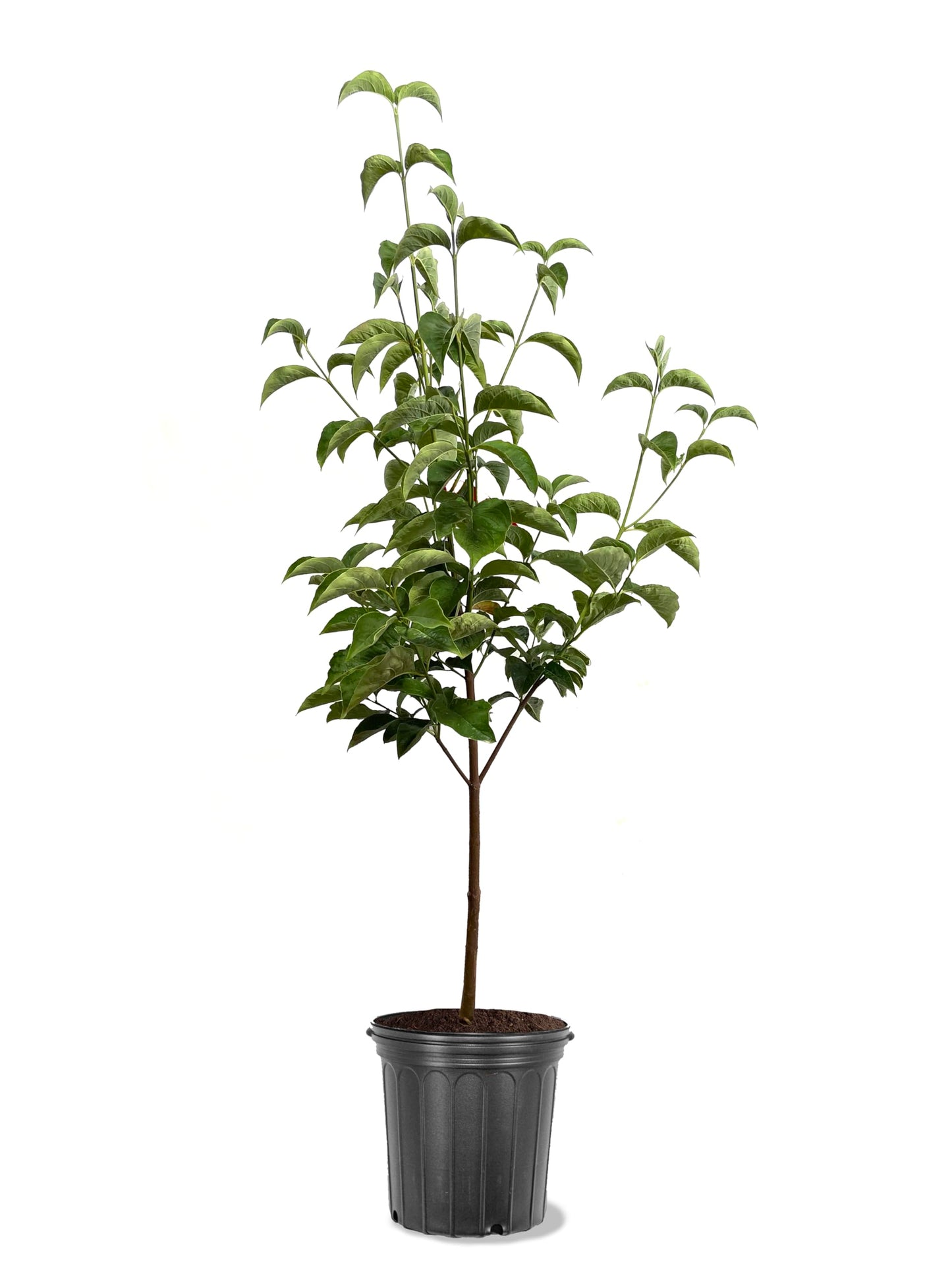 American Plant Exchange Dogwood Tree 'Celestial White' – Live Hybrid Flowering Tree, 3-Gallon Pot, Large White Spring Blooms, Cold Hardy and Disease-Resistant for Outdoor Landscapes and Gardens