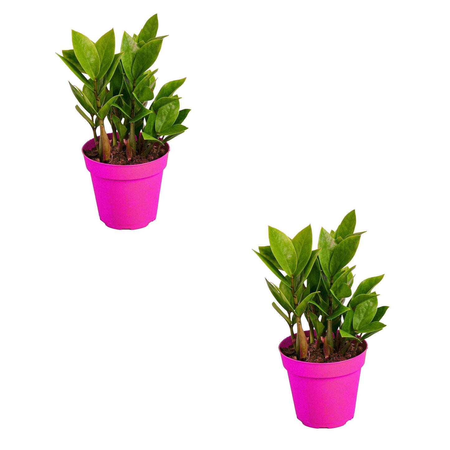 2 Pack Zamioculcas Zamiifolia ZZ in 4in Pot - Live Plants Tropical Houseplants | Variegated | USA Growers | The Snobby Leaf