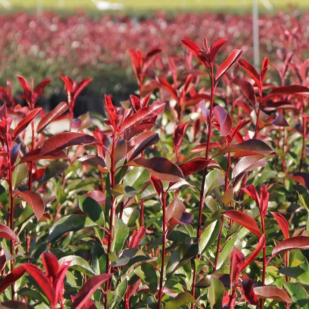 Photinia Red Tip | 1 Large Trade Gallon Size Plant | Photinia x Fraseri | Evergreen Landscape Hedge Shrub
