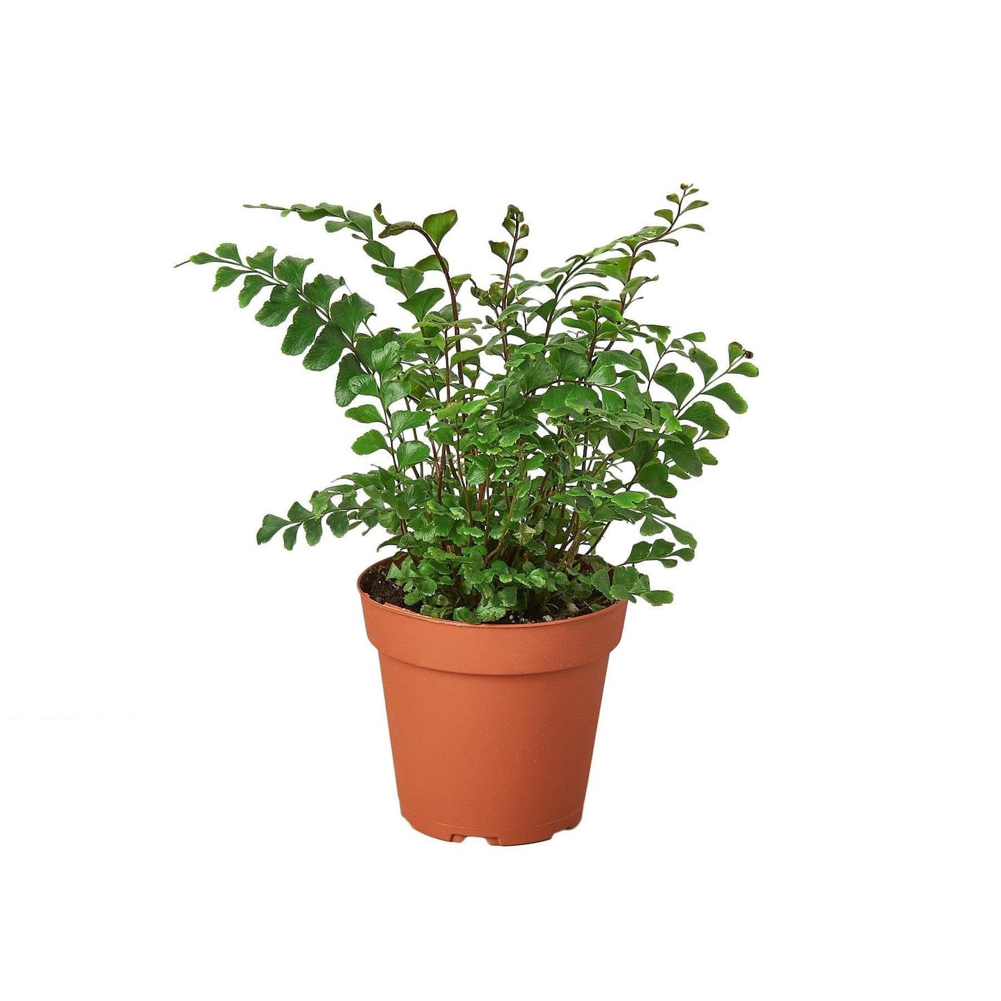 Mahogany Fern | Live Plant for Indoor & Outdoor | for Living Room, Office, Bathroom | (4" Pot)