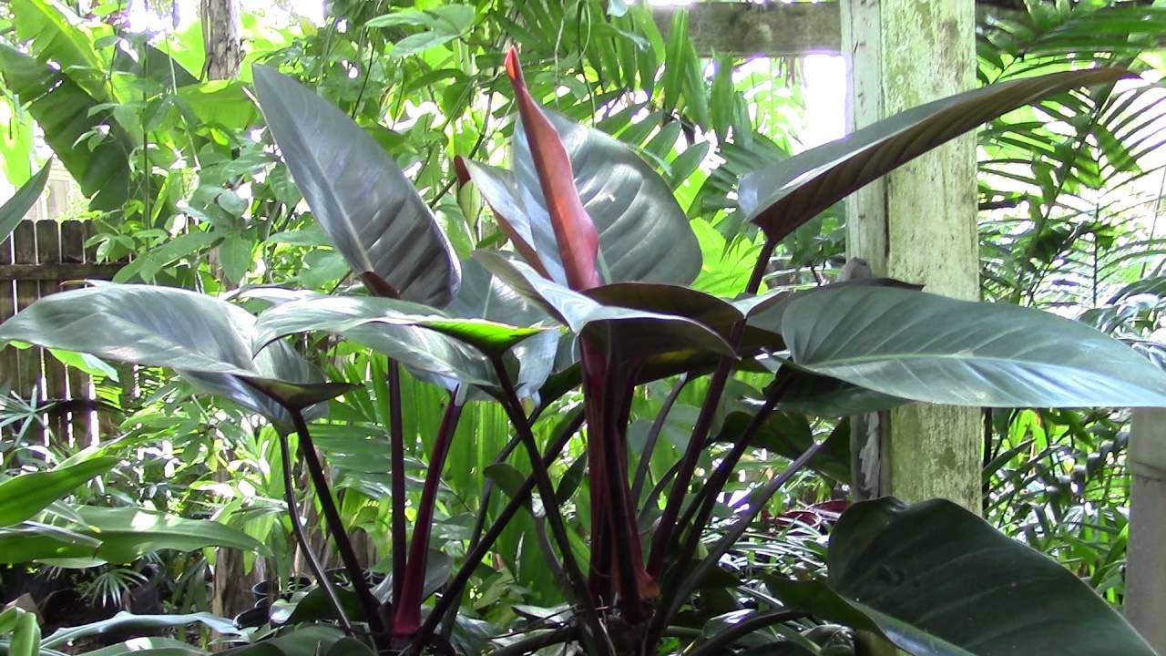 Philodendron Congo Rojo - Live Plant in an 10 Inch Growers Pot - Philodendron ‘Rojo Congo’ - Beautiful Indoor Outdoor Air Purifying Houseplant