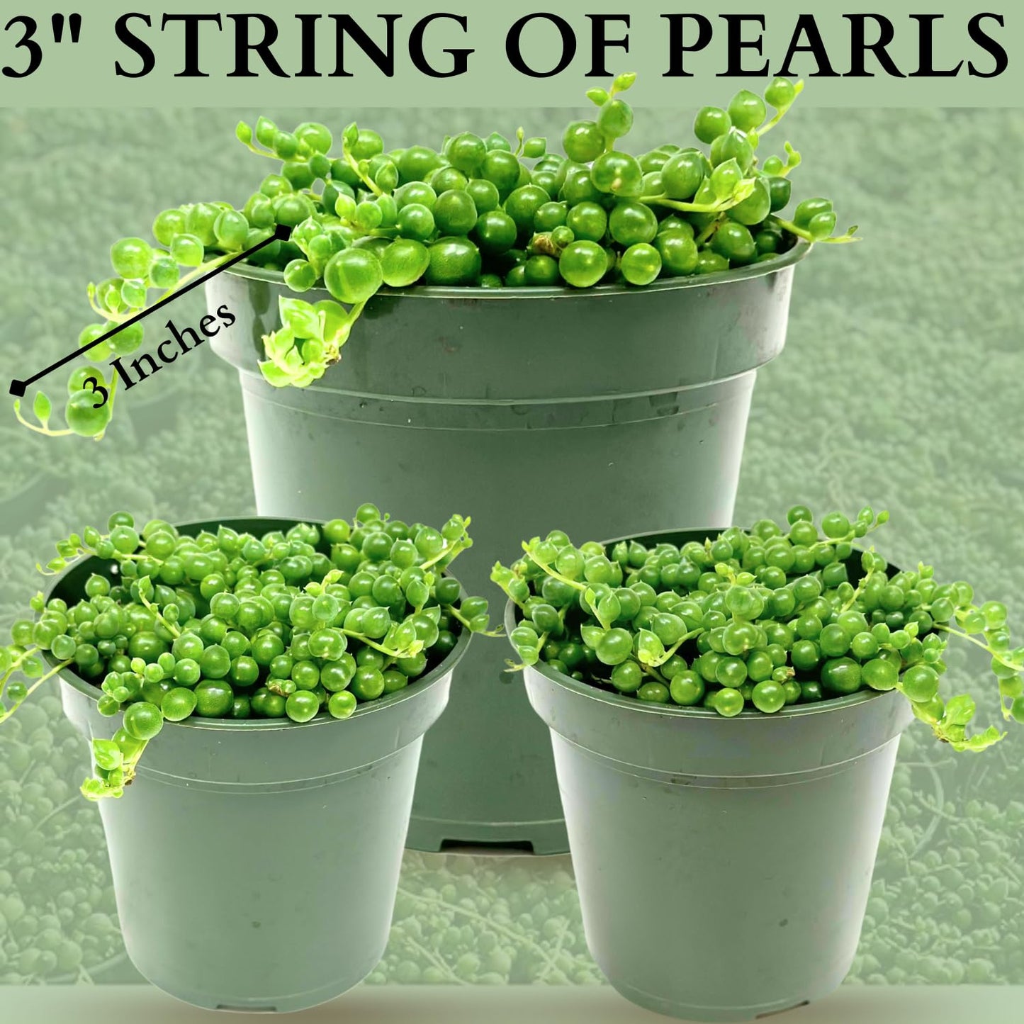 3" String of Pearls Plant Live, Succulent Plants Live in Hanging Basket, Rare Houseplant for Home Office Wedding & Gift Decor (Heat Pack Included)