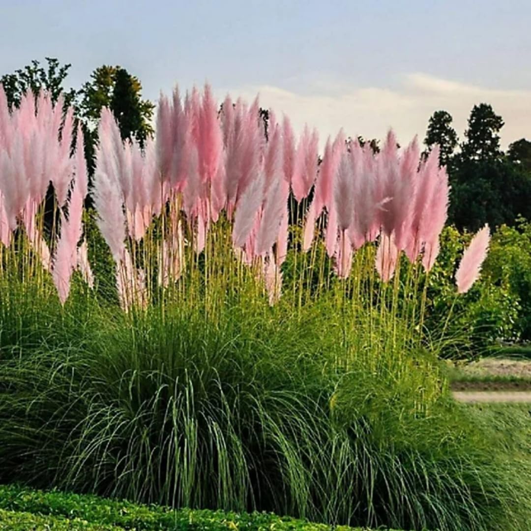 2 Plants of Pampas Grass Plant, Assorted Pampas Grass Plants Live from 5 Inches in Height Ornamental Grass Plant Live