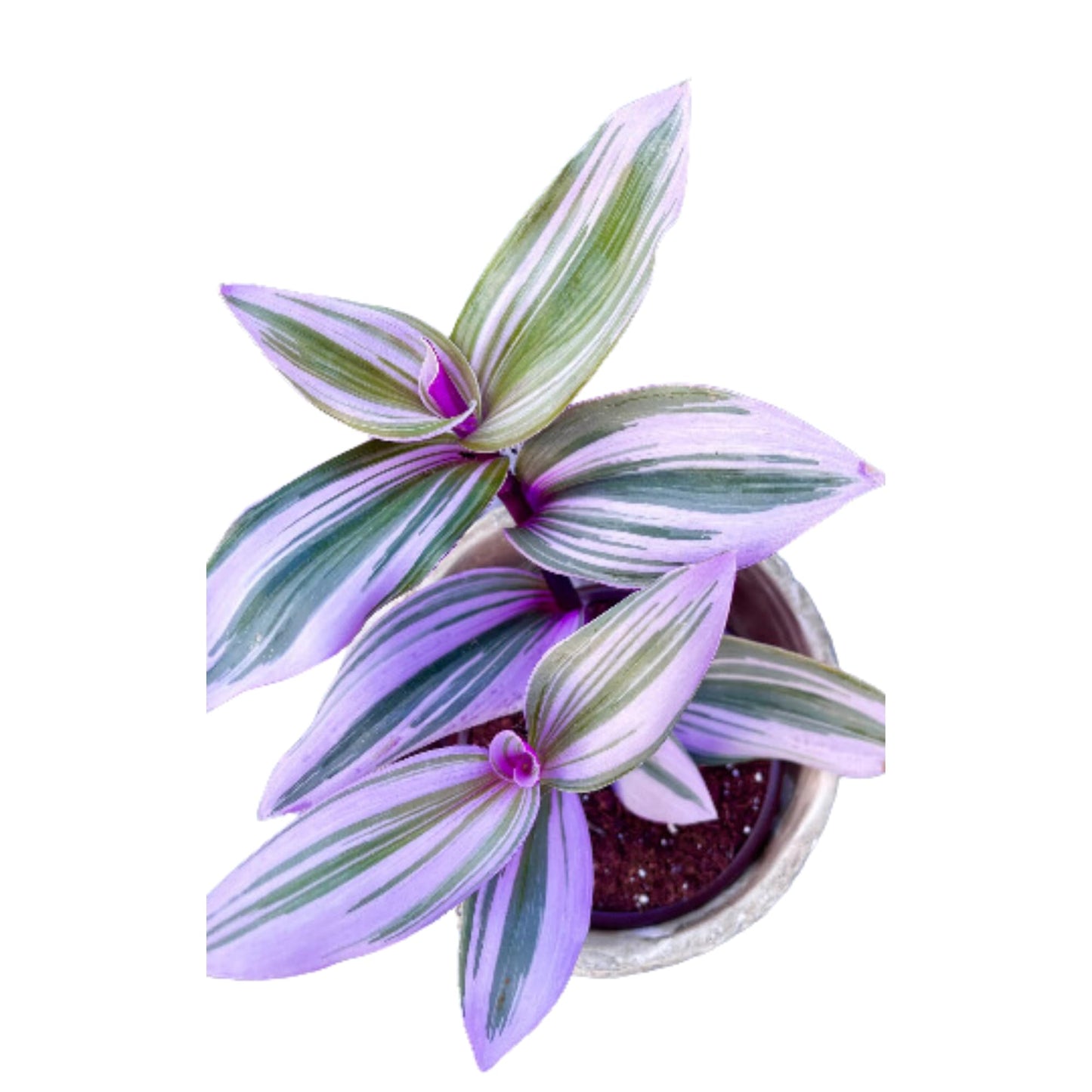 PLANTVERS Rare Tradescantia Nanouk Lilac Plant | Rare Tradescantia Pot | Rare Pink Wandering Jew | Easy Care Hardy Indoor Houseplant in a Nursery Pot