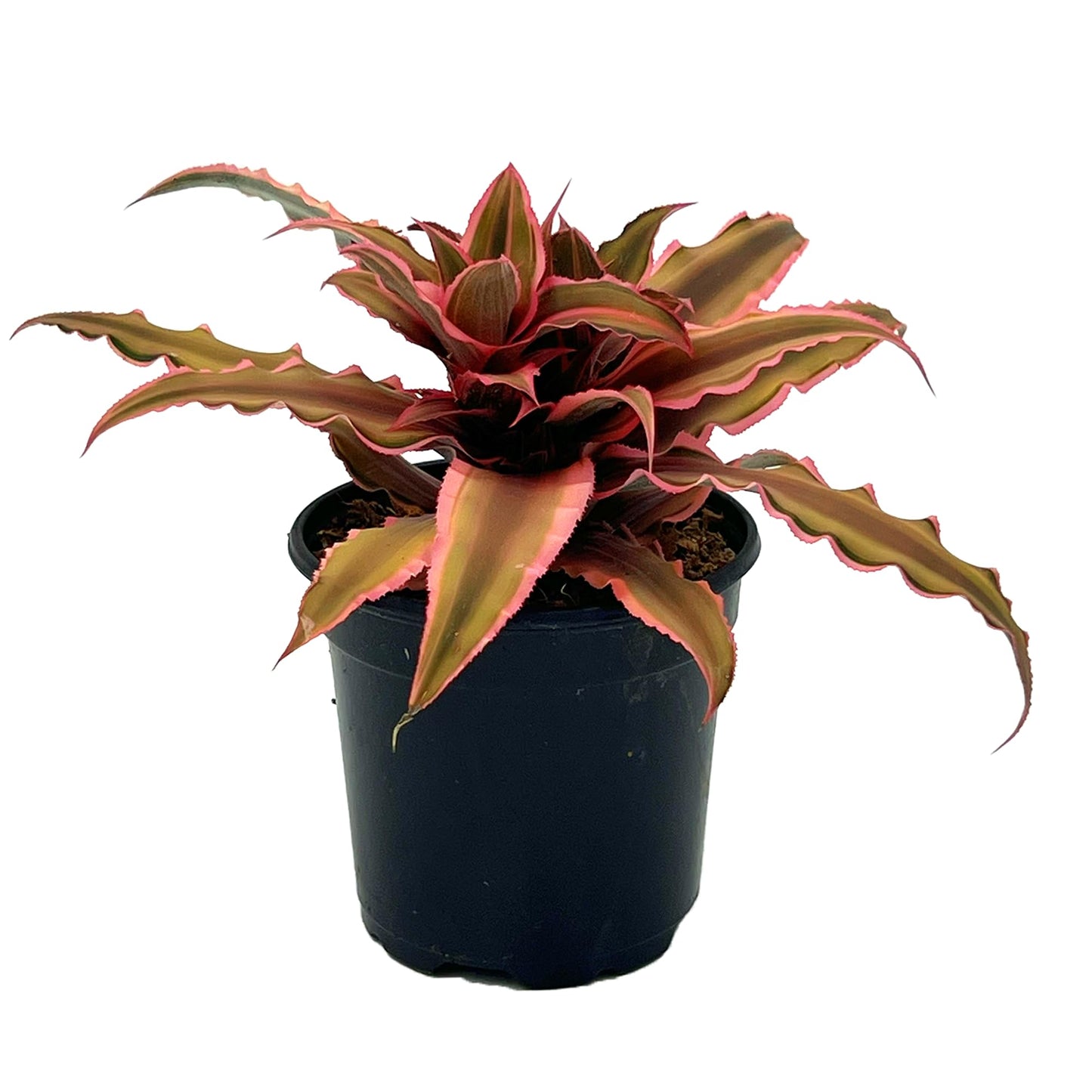 ragnaroc Live Plants – Cryptanthus ‘Pink Star‘, Jumbo 4-8" in 4" Pot - 1ct - Live Arrival Guaranteed - House Plants for Home Decor & Gift