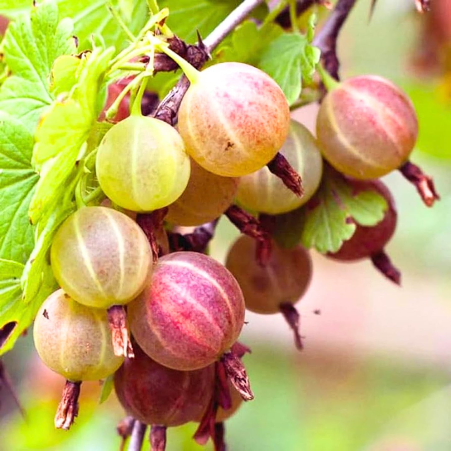 Gooseberry Plant Live, 5-9 Inc Tall, Sweet Gooseberry Bush Live Plant Well Rooted, Berry Plant Live for Planting