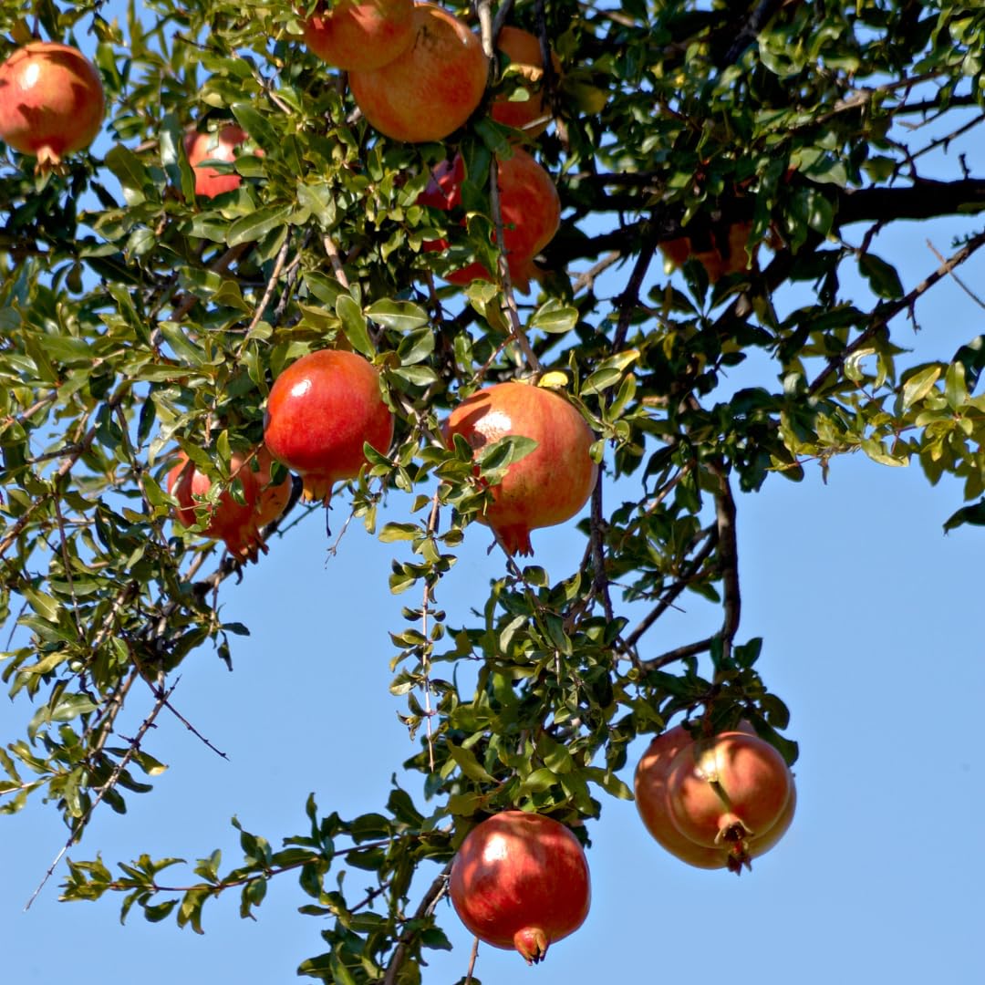 Sweet Pomegranate Tree Live Plant, Red Wonderful Pomegranate Tree Zone 8 to 11, Size 8 to 10 Inch Tall