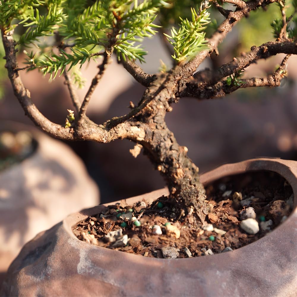 Brussel's Bonsai - Live Green Mound Juniper Bonsai Tree with Rock Pot and Bonsai Tray, Outdoor Bonsai Tree Live Plant, 5 Years Old, 6-10 Inches Tall, Easy Care Bonsai for Patio Garden (Medium)