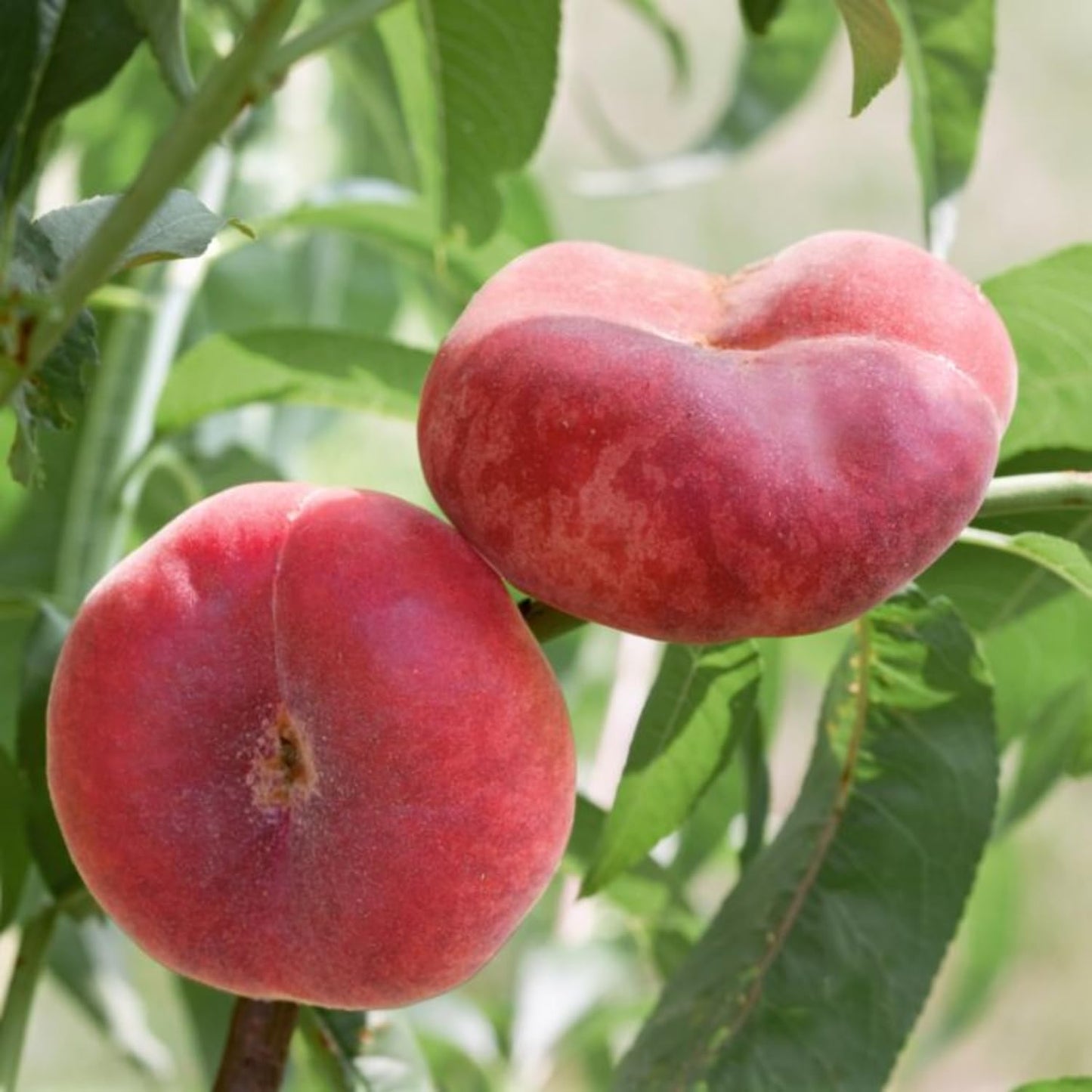 Donut Peach Tree Live Plant, in 3 Gallon Pot, 2 to 3 Feet Tall, Sweet Peach Fruit Tree for Outdoor Planting, No Ship to CA