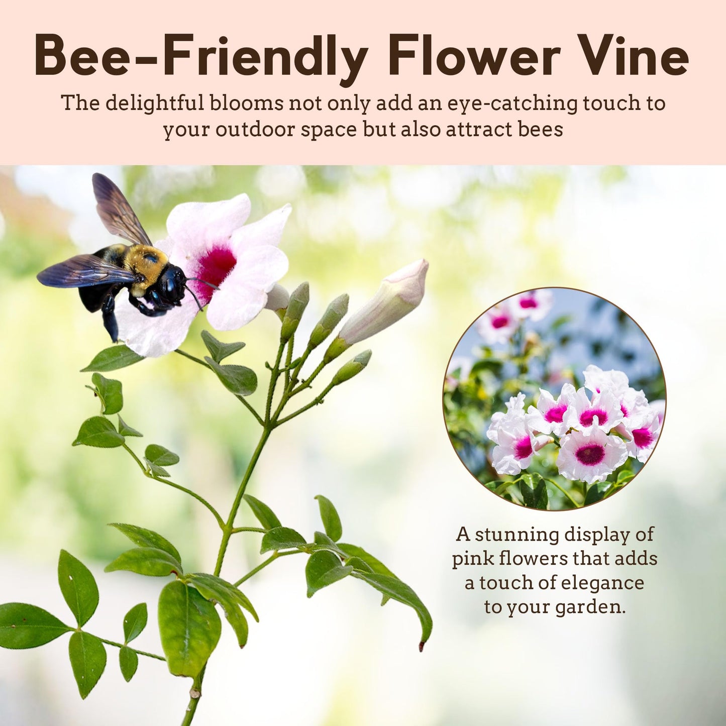 My Shelfie - Pink Bower Flower Vine, Pink Plant Vine for Trellises, Railings, Balconies, and More, 5-6 Inches Tall Live Plants in 2-Inch Pot, Outdoor Plant for USDA Zones 9-11