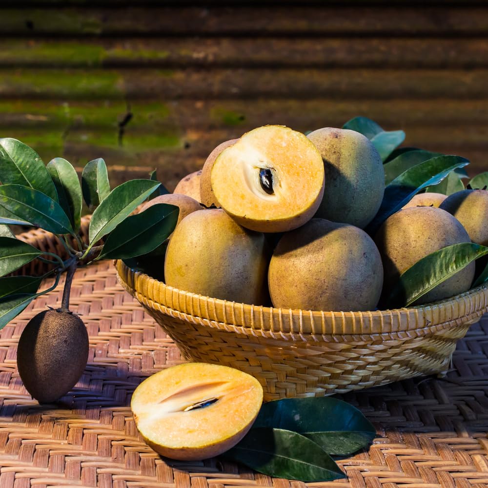 Sapodilla Tree Live Plant to Grow Outdoor 2 to 3 Feet, in 3 Gallon Pot, Sapodilla Plant Live, Cannot Ship to CA