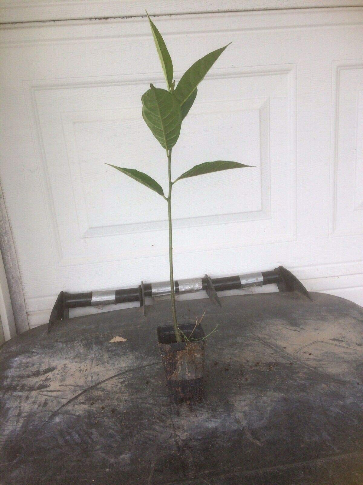 Loquat Tree (Eriobotrya Japonica), Live Tree, Japanese Plump Golden Color Fruit Tree (10-15 Inches)