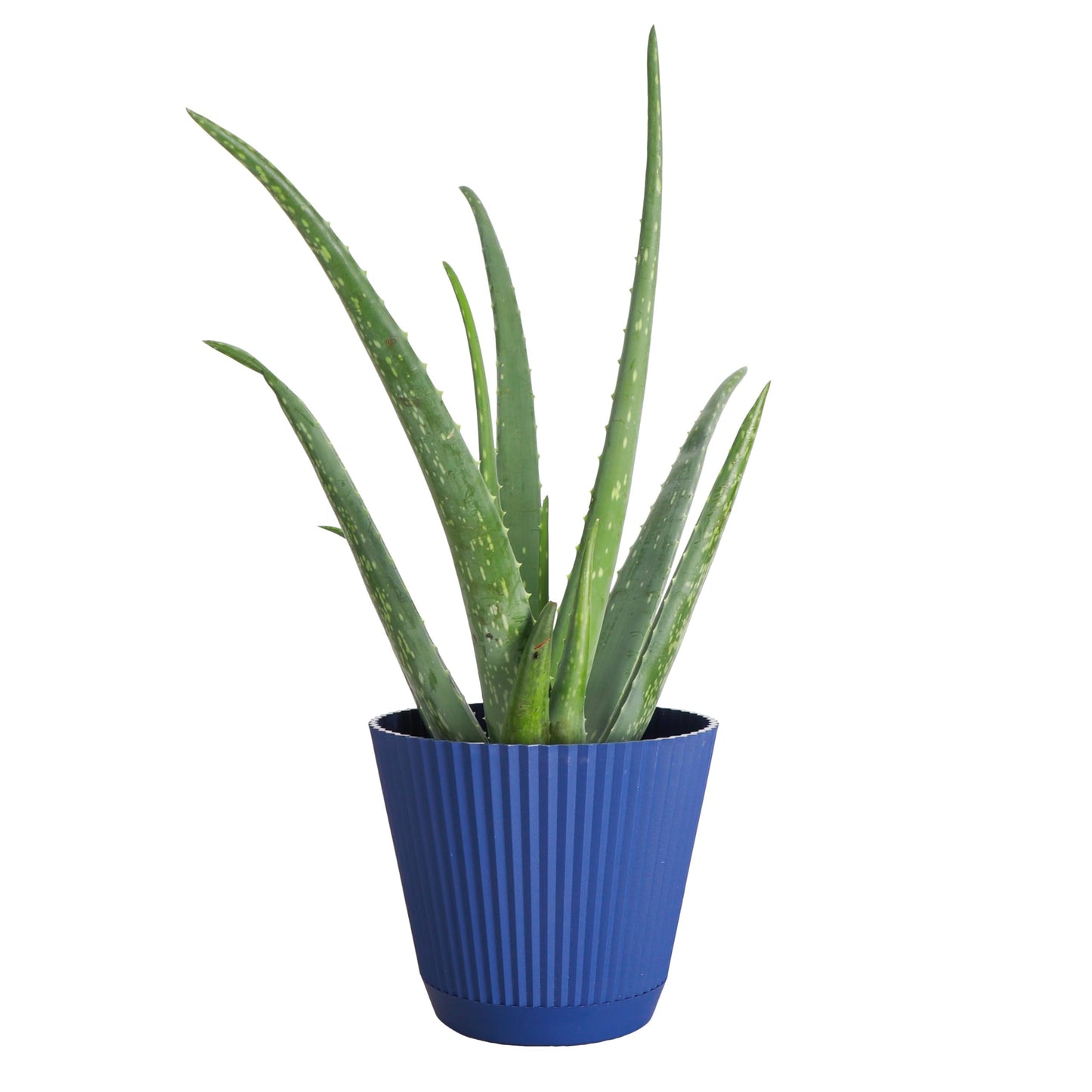Thorsen's Greenhouse Aloe Vera, Live Indoor Plant, Aloe barbadensis, Easy to Grow, Succulent, Natural Air Purifier, 6" Diameter Pot (Navy)