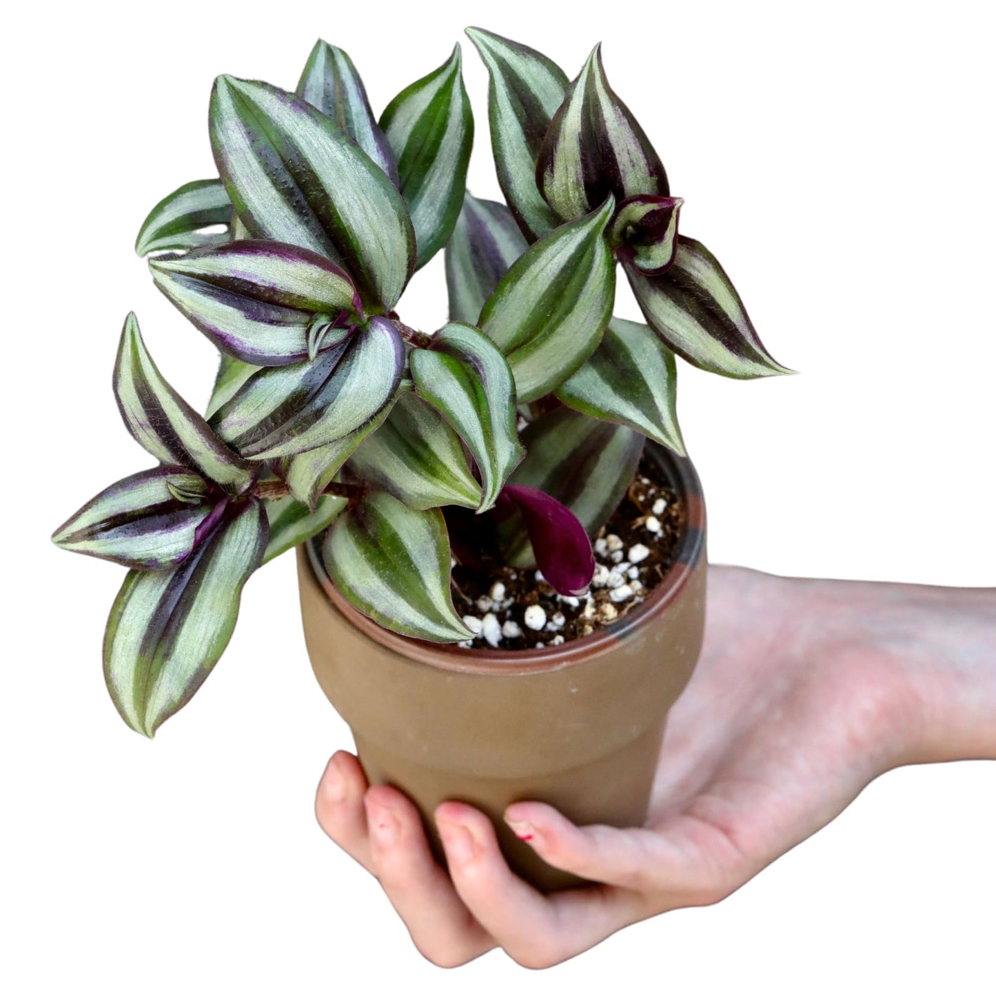 PLANTVERS Live Silver Jew in 3" Nursery Pot - Low Maintenance Houseplants - Low Light Office Plant - Air Purifier Indoor Plant