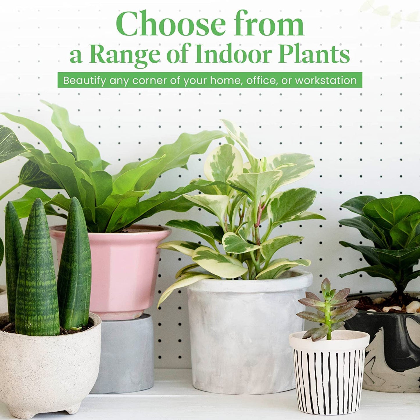 American Plant Exchange Alocasia Elephant Ear – 10-Inch Pot – Live Easy Care Tropical Houseplant, Bold Foliage Indoor or Patio Plant for Home, Office, Garden & Jungle-Inspired Décor