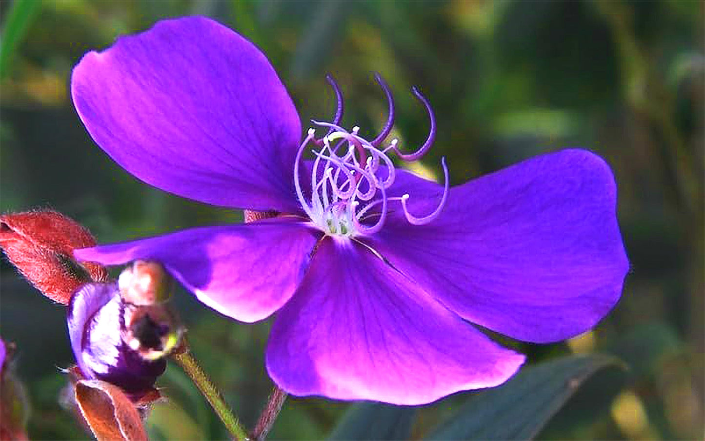 Tibouchina Dwarf Princess | 10 Live Plants | Tibouchina Urvilleana | Purple Blooms, Flowering Shrub, Tropical Evergreen, Patio Accent, Low Maintenance, Fast Growing, Garden Landscaping