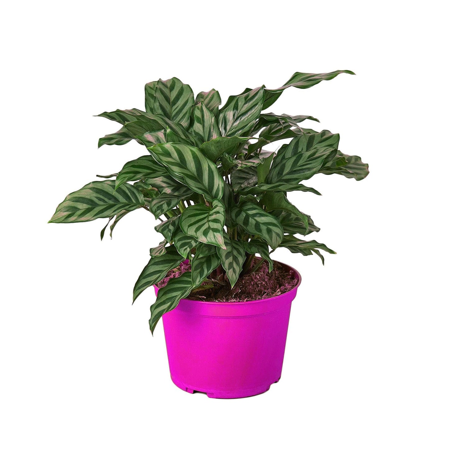 7 Pack Calathea Concinna 'Freddie' in 6in Pot - Live Tropical Houseplant - Easy to Grow | Air Purifying | Pet Friendly | Variegated | USA Growers | The Snobby Leaf