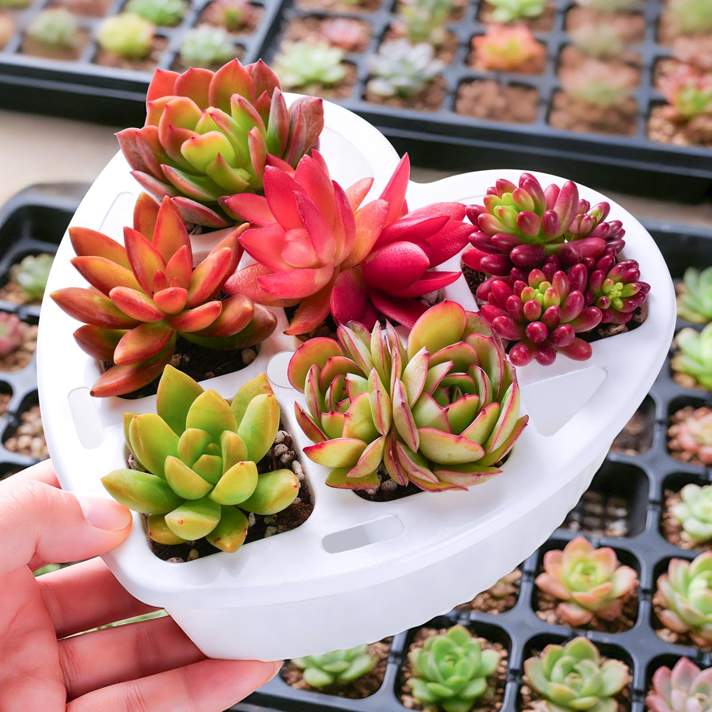 Sprout N Green 6 Live Succulents in Heart Shaped Planter, Assorted Lovely Plants for Mother's Day Valentine's Day Anniversary Housewarming, Romantic Birthday Gift for Your Lover Girlfriend Wife