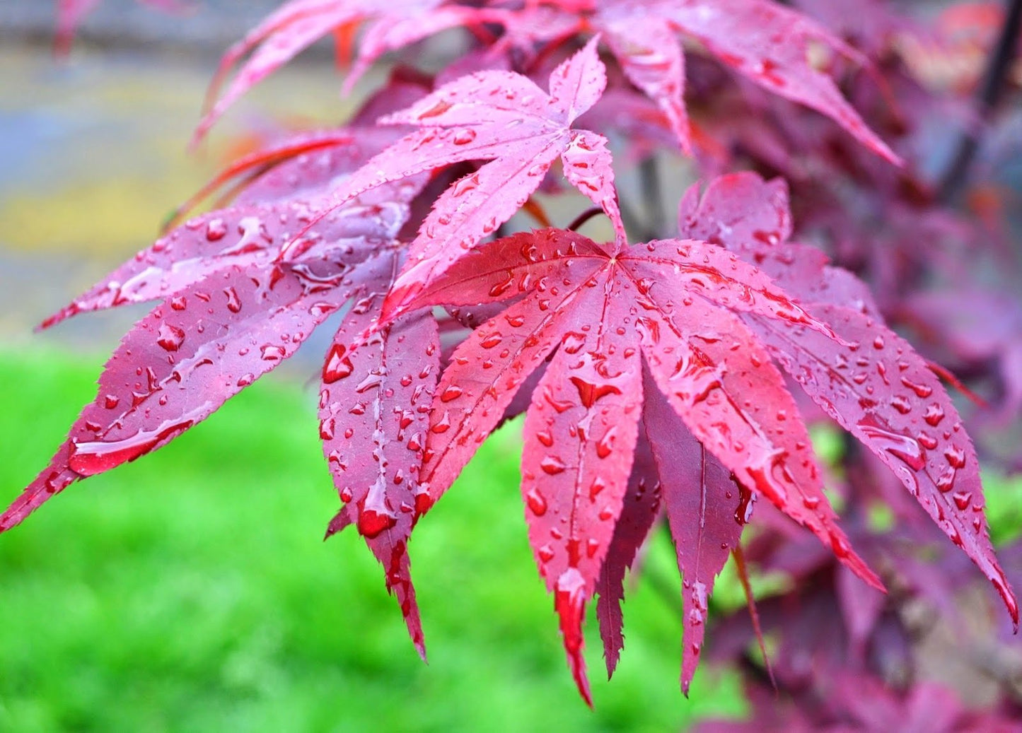 Twombleys Red Sentinel Japanese Maple 2 - Year Live Tree
