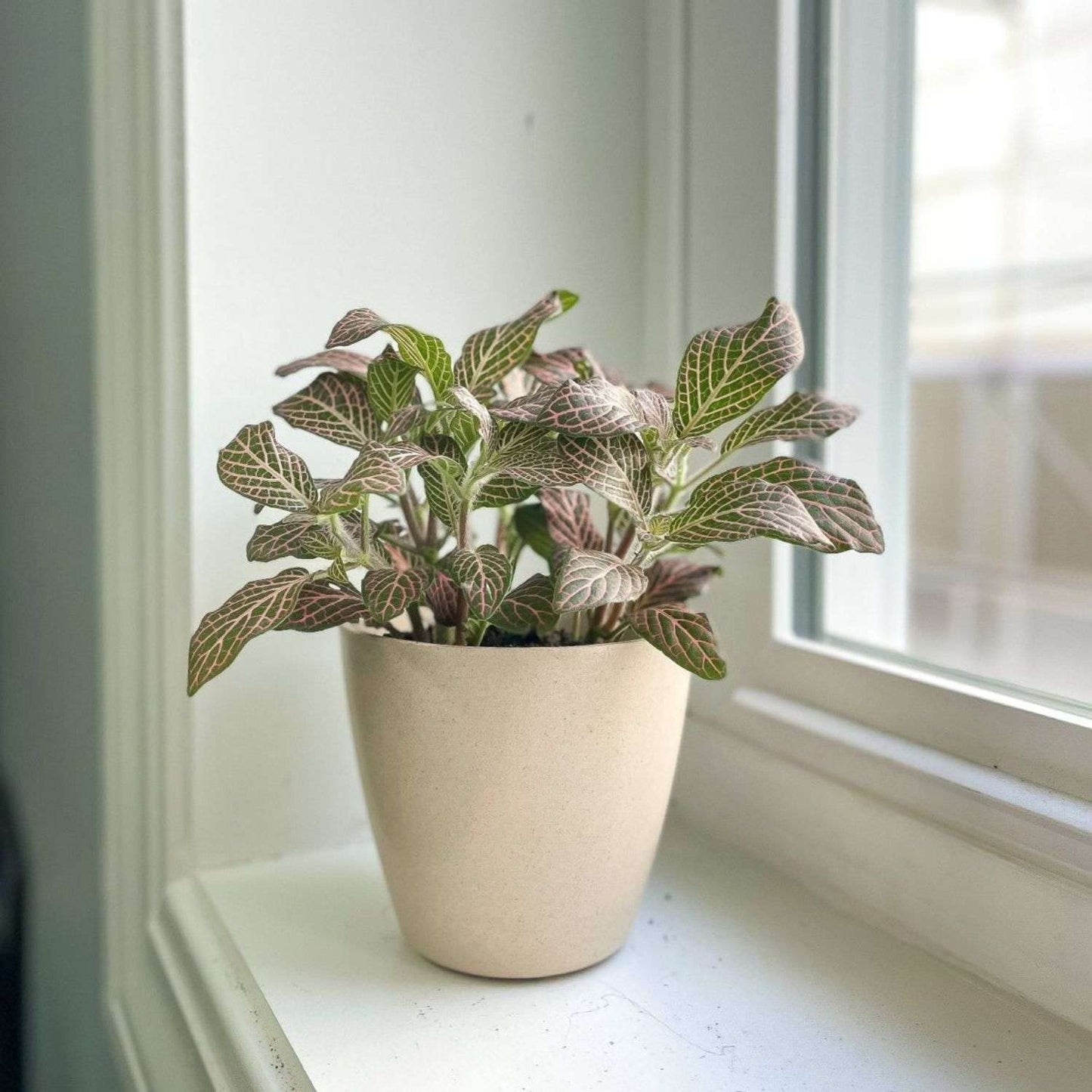Fitonia Pink Live Plant for Indoor | Different Houseplants in 4'' & 6'' Pot | Real House Plant for Living Room, Office, Desk & Bathroom | [Common Plant Names]