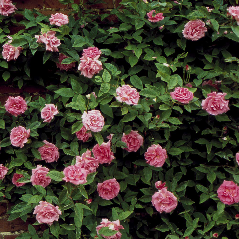 Zephirine Drouhin Climbing Live Rose, 1.5 Gal Potted Live Plant, Fragrant Pink Flowers, Nearly Thornless, Shade Tolerant, Own Root, Stargazer Perennials
