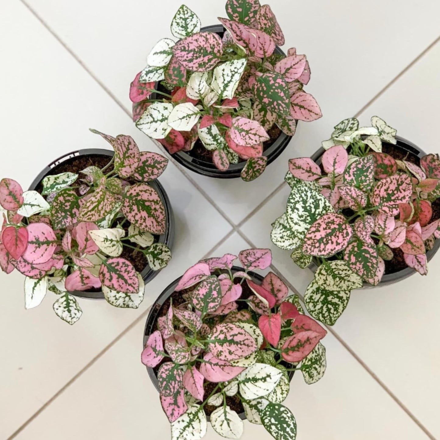 Rose Polka Dot Plant Live, Variegated Hypoestes Rare Indoor Houseplant, 2.5'' Pot