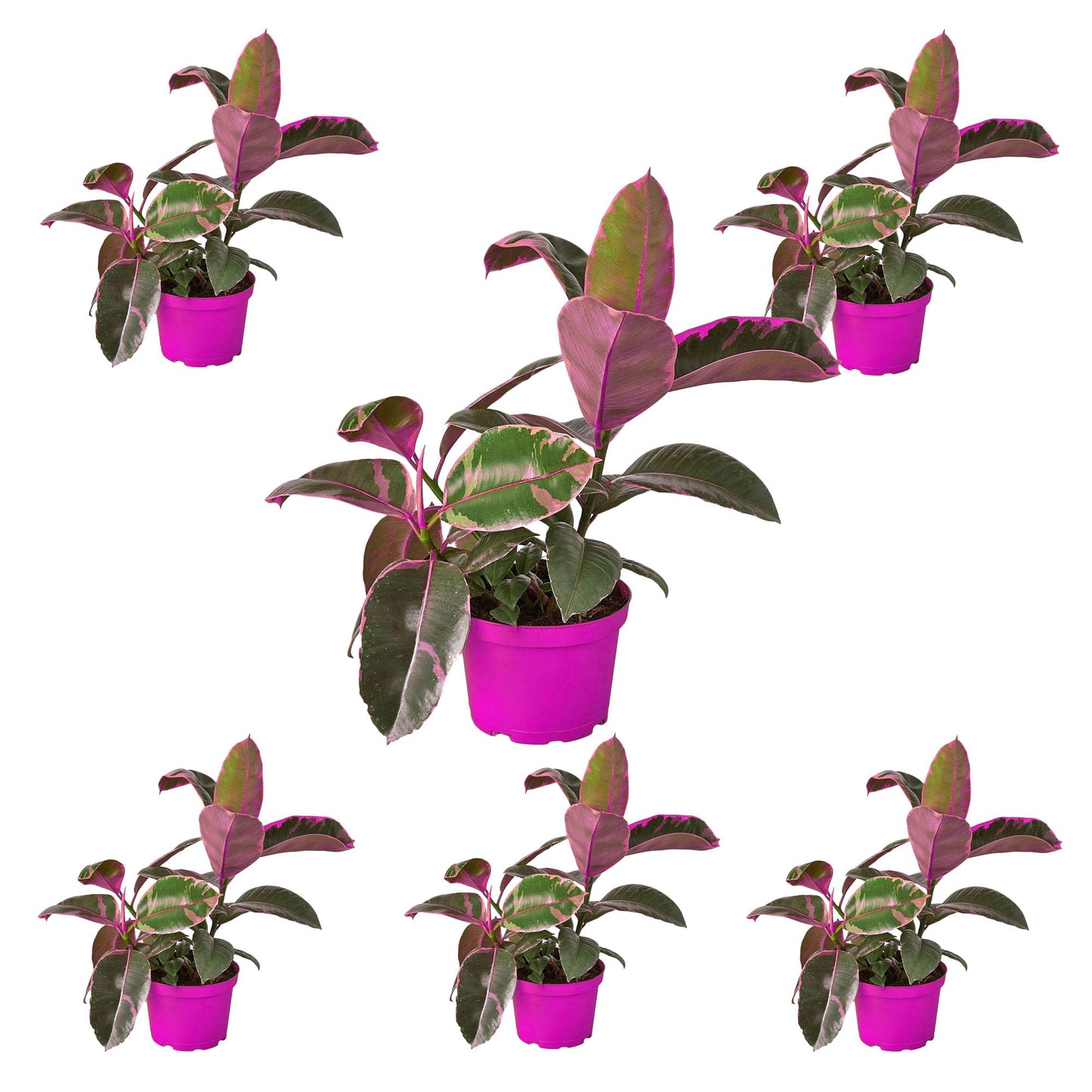 6 Pack Ficus Elastica 'Ruby Pink' in 4in Pot - Live Plants Tropical Houseplants | Variegated | USA Growers | The Snobby Leaf