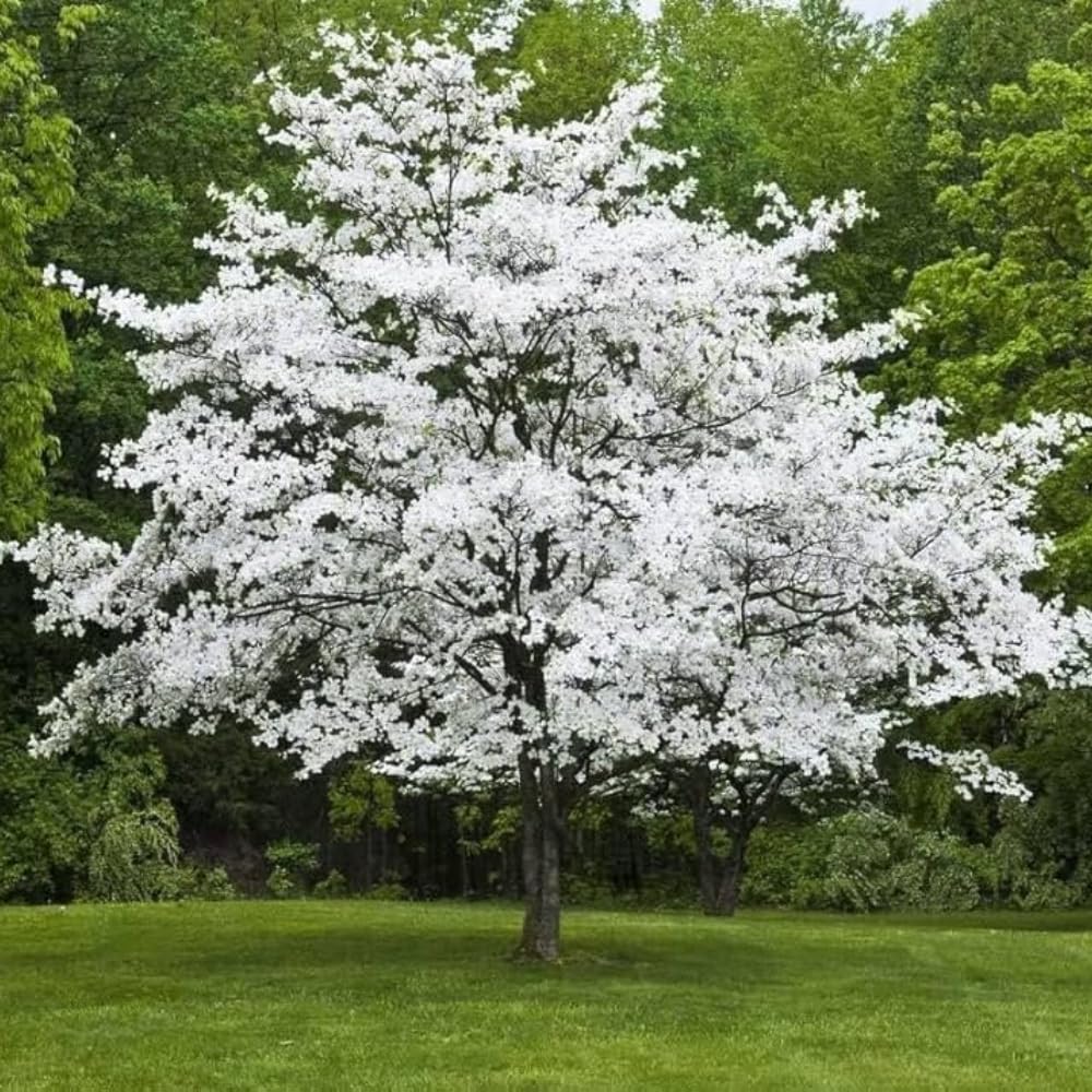 White Dogwood Tree Live Plant, Flowering Ornamental Tree for Growing, 8-14 Inch Tall, in Quart Pot