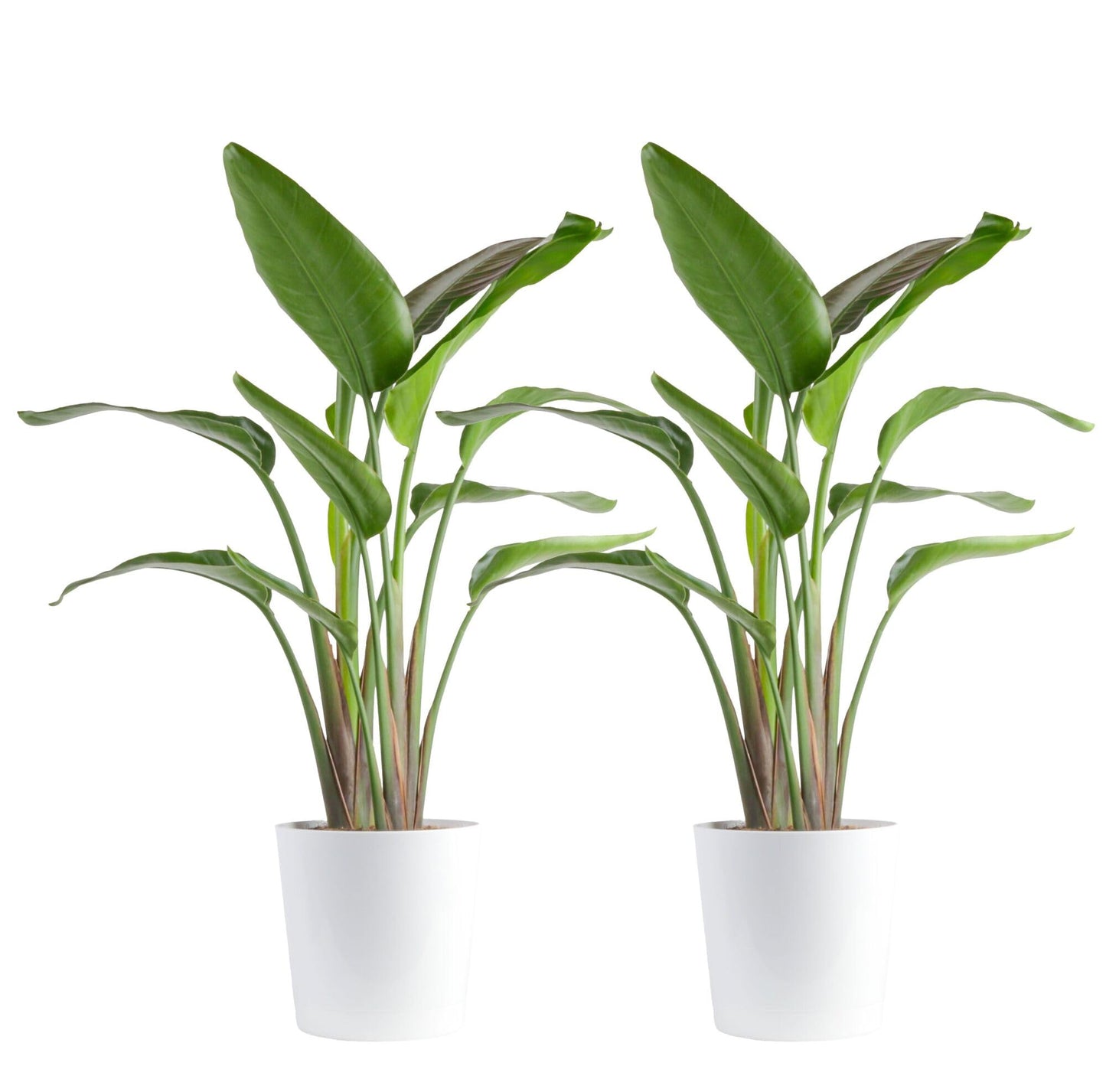 Costa Farms White Bird of Paradise Plant (2-Pack), Live Indoor Plants Houseplants in Indoors Planter Pots, Soil, Housewarming Gift, Living Room, Office, and Home Decor, 2-3 Feet Tall
