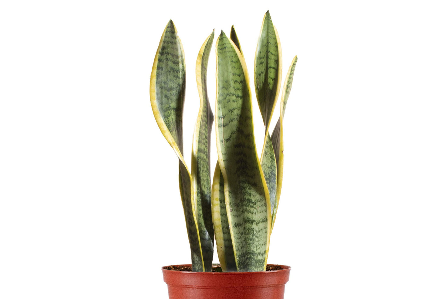 Leaf & Linen | 'Snake Plant' in 4" Grow Pot, Live Indoor/Outdoor - Air Houseplant and Office Décor | Low Light Collection - Snake Plant - Sanseveria Laurentii