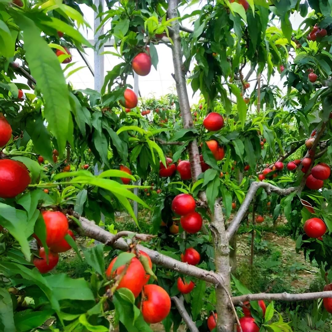 5 Nectarine Tree Seeds Non-GMO Fruit Seeds for Planting Fast-Growing, Hardy Variety Ideal for Gardeners Wanting Fresh, Homegrown Nectarines