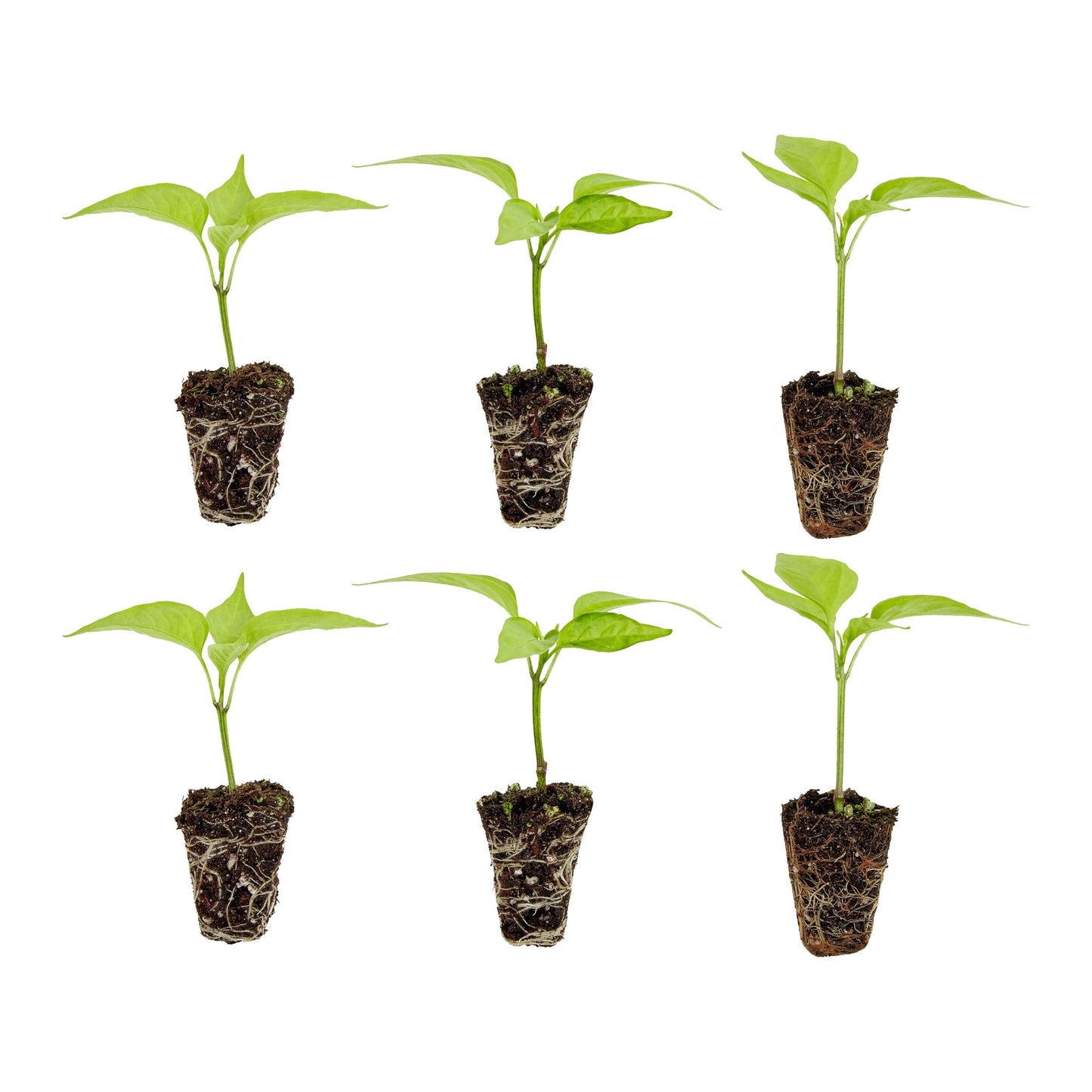 Bonnie Plants Habanero Pepper Plugs, Live Plants, Ideal for Raised Beds and In-Ground Gardens, Extremely Hot Pepper Good for Fresh Eating, Cooking, and Drying, 3 Cubic in., 6-Pack