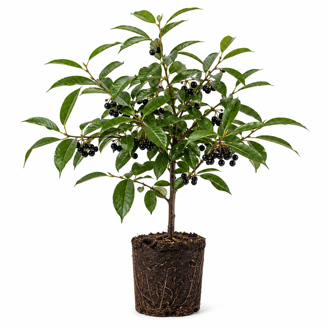 Black Cherry Tree Live Plant, 1 Year Old Sweet Cherry Bare Roots 1.5-2 Feet, Dormant, Hardy Shade Tree for Garden or Landscape