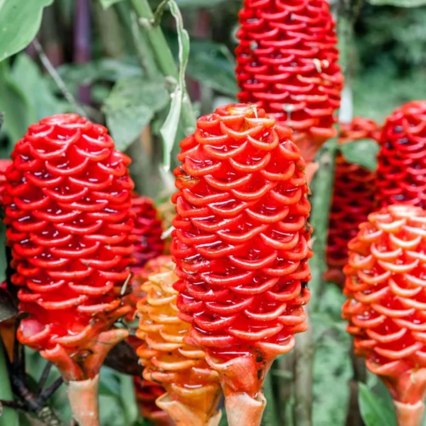 10 Shampoo Ginger Roots, Zingiber Zerumbet Awapuhi Ginger Rhizomes, Red Pinecone Ginger Lily to Grow